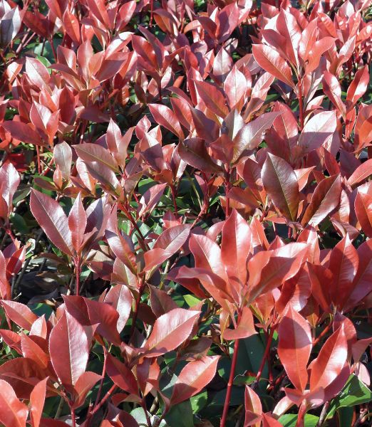 Photinia x fraseri 'Dynamo Red'
